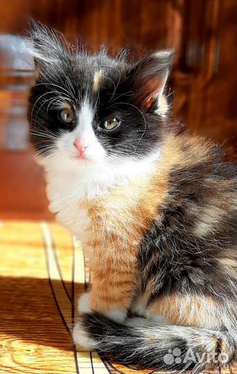 Котята мальчик и девочка в добрые руки