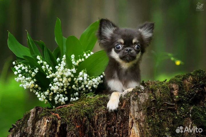 Шикарный мальчик - он такой один