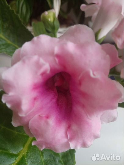 Глоксиния махровая