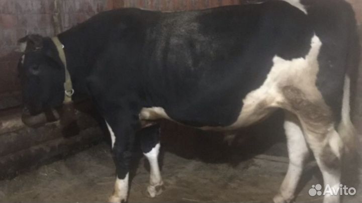 Абердин ангус бычки помесные,домашние