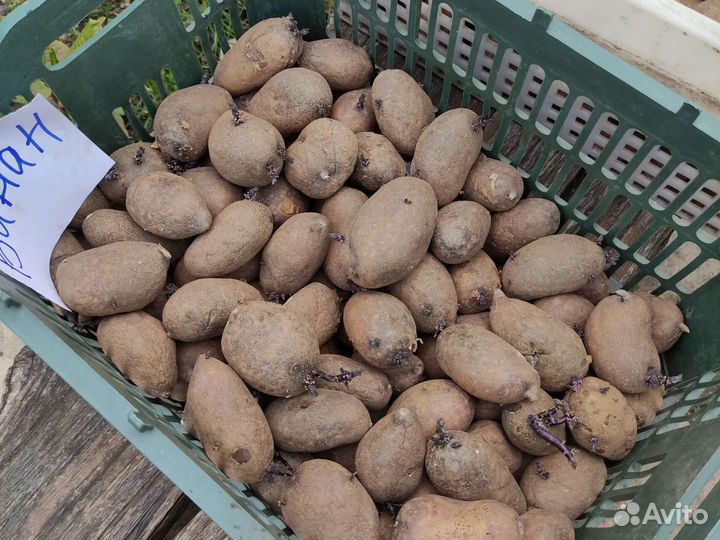 Семенной картофель