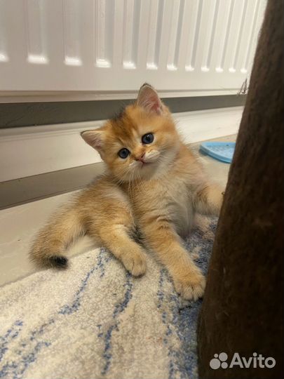 Котята золотая шиншилла