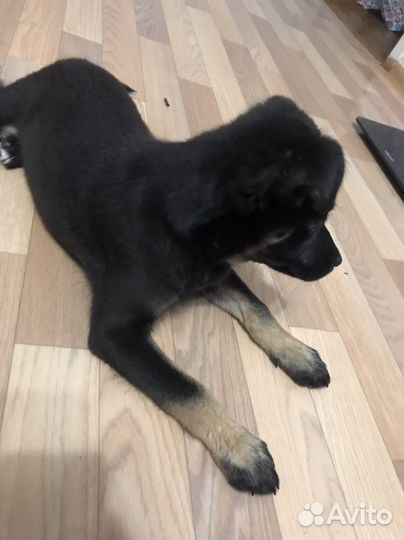 Отдам щенка девочку