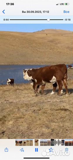 Телки племенные Герефорд