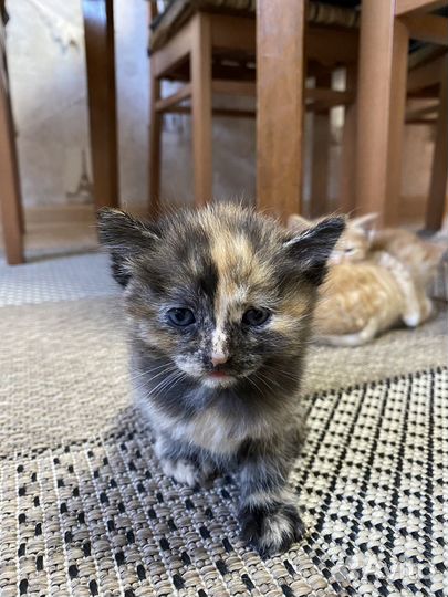 Котенок