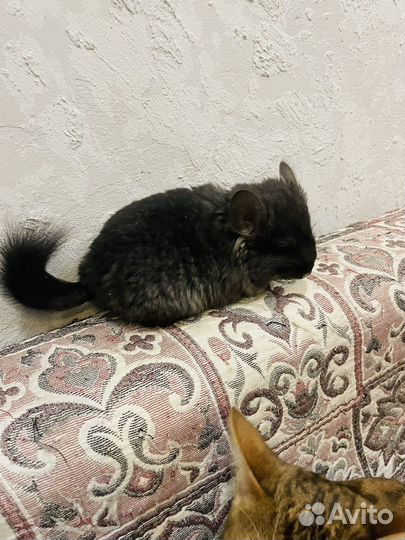 Шиншилла