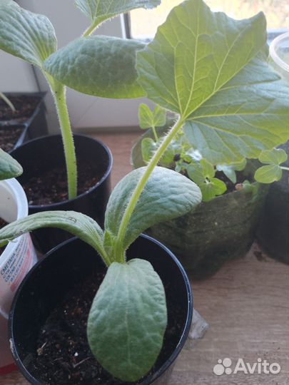 Огурцы Кураж