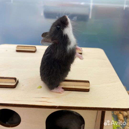 Хомяк кэмпбелла