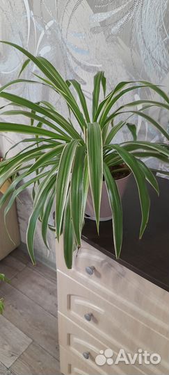 Хлорофитум