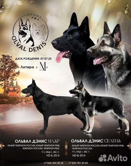 Щенки девочки вео от племенного питомника