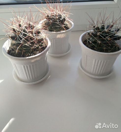 Кактус