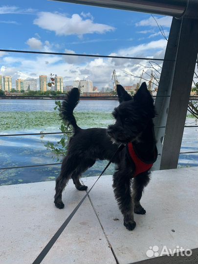 Собака для фотосъемки