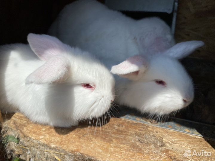 Крольчата