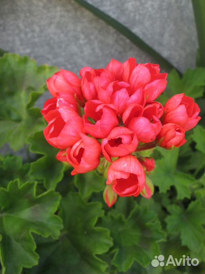 Пеларгонии сортовые 1
