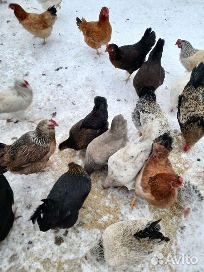 Яйца домашних кур