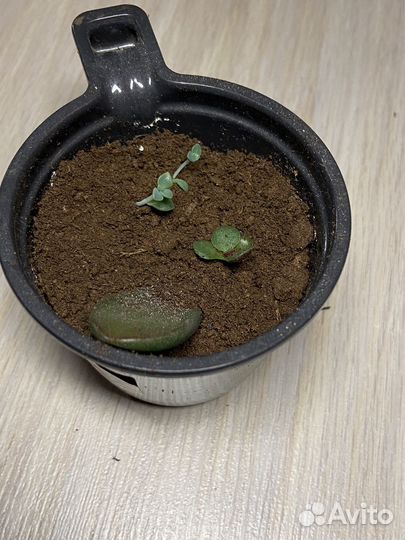 Суккуленты