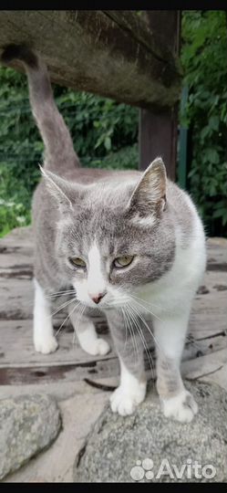 Котик в добрые руки