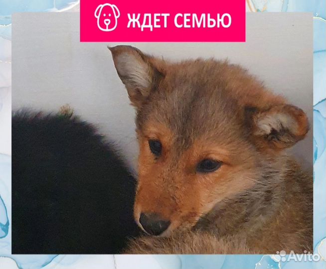 Щенки бесплатно