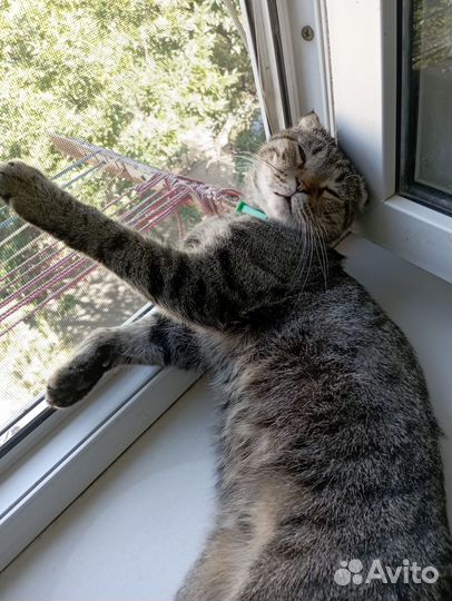 Вислоухий британец