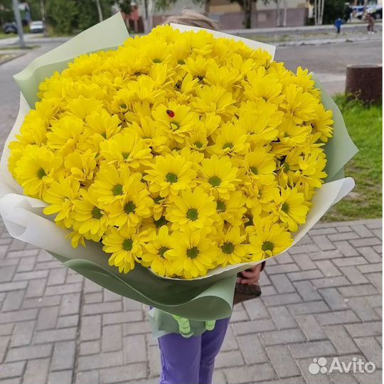 Хризантемы, Букет Цветов Хризантем с Доставкой
