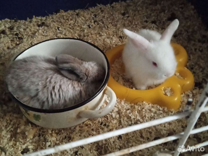 Кролики вислоушки