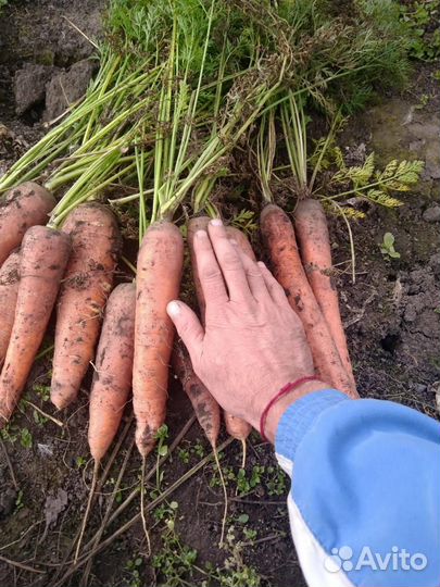 Продам картофель из с.Рыбалово. Томск-Северск