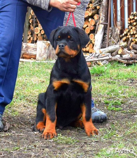 Щенки ротвейлера