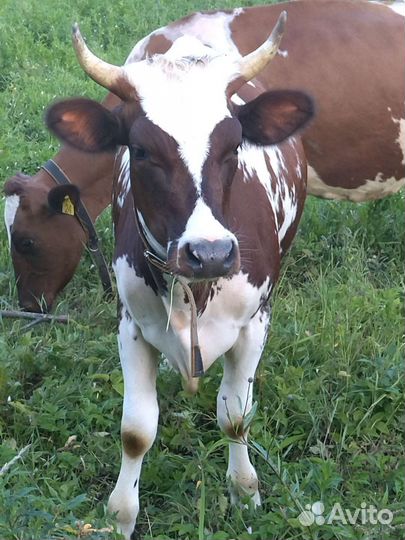 Айширская телка нетель 16 месяцев, покрыта