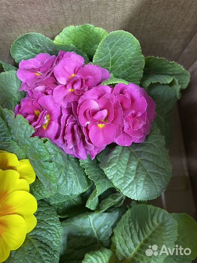 Примула беларина