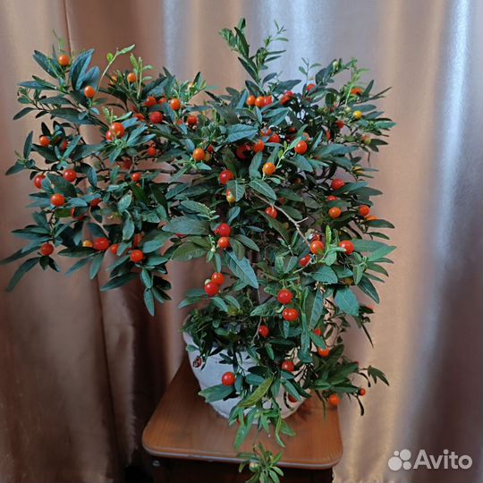 Паслён и гибискус