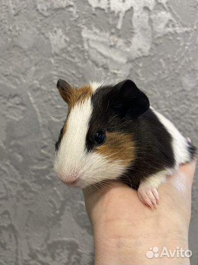Морские свинки девочки