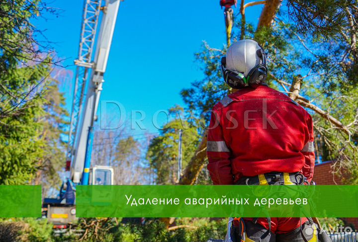 Обрезка и удаление и спил деревьев в Софрино