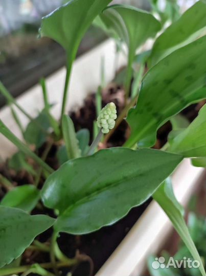 Дримиопсис луковицы