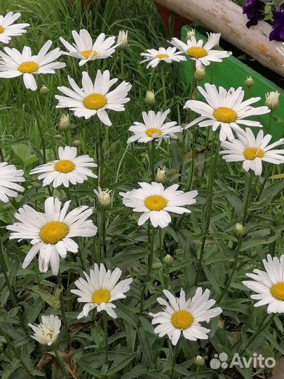 Ромашка садовая