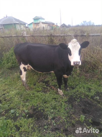 Корова с теленком