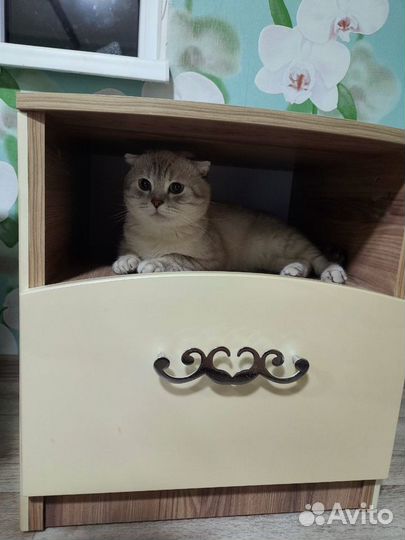 Шотландский кот вязка