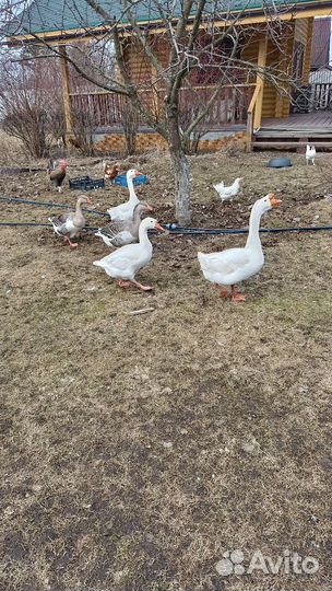 Яйцо гусиное, куриное для инкубации и еды