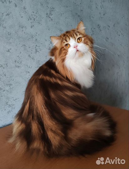 Кот хайленд страйт