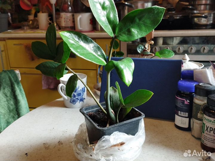 Замиакулькас, Патахайя