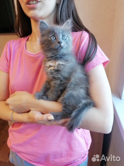 Котенок серый девочка