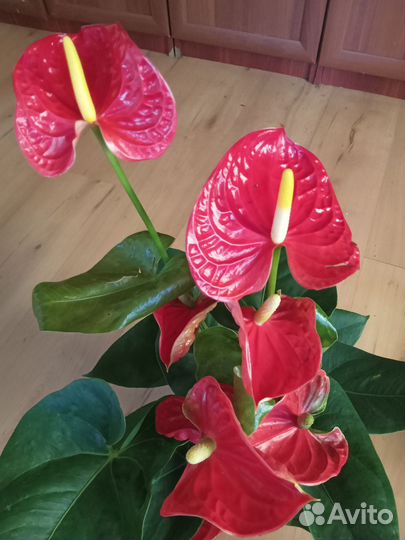 Антуриум Красный 60см