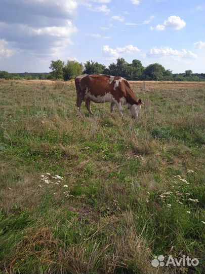Корова стельная дойная