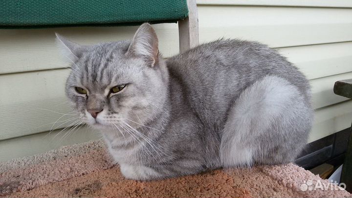 Кот ищет дом