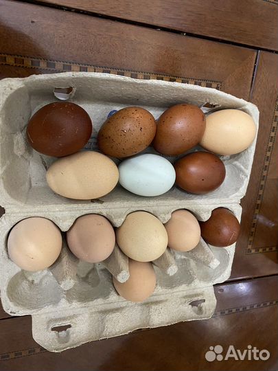 Инкубационное яйцо