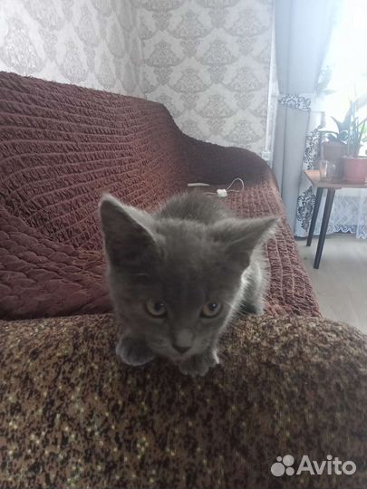 Котенок мальчик в добрые руки