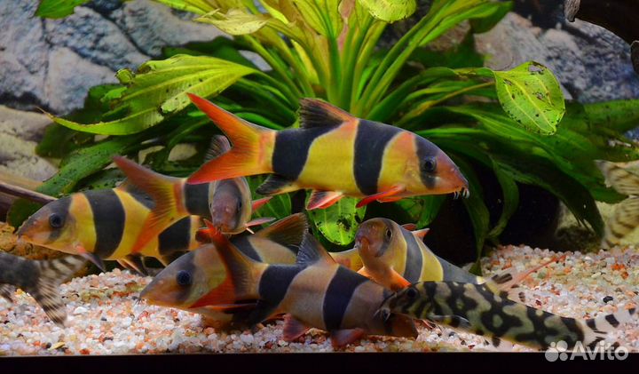 Боция клоун