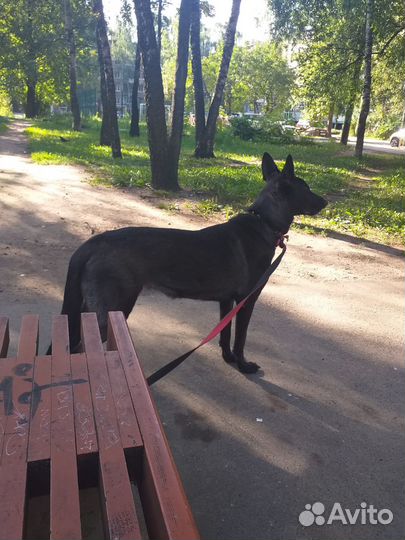 Отдам в добрые руки