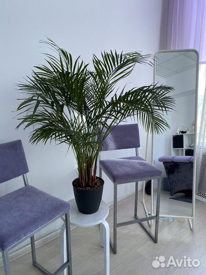 Пальма Арека