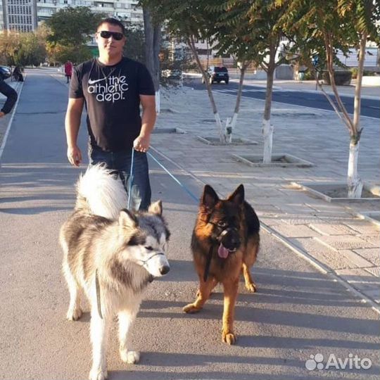 Поводок-контроллер. Собака вас не тянет