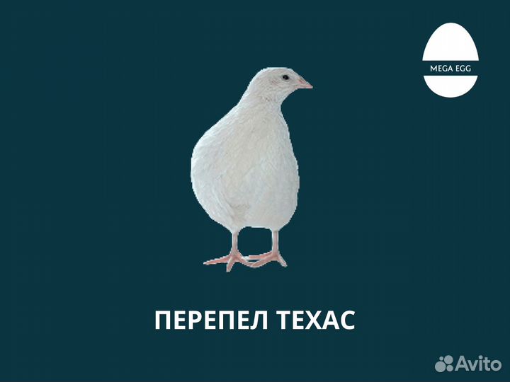 Инкубационное яйцо